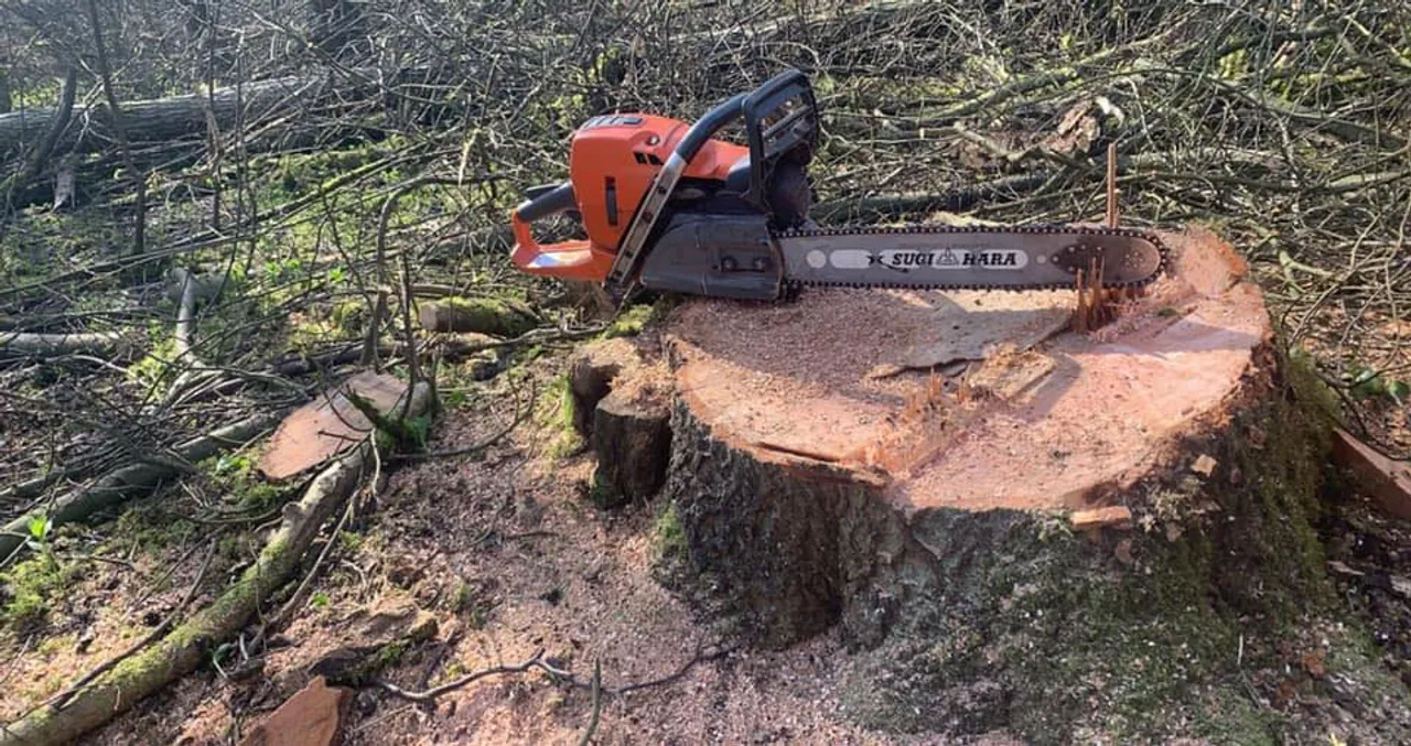 Tree stump being ground down in a North Norfolk garden