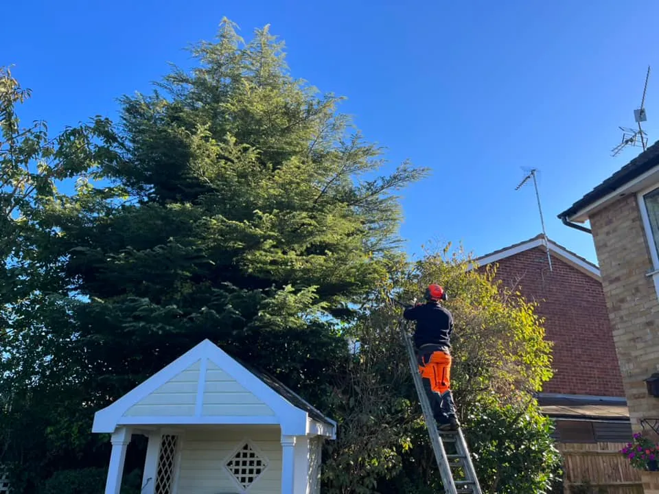 Tree surgeon climbing for crown reduction work in North Norfolk