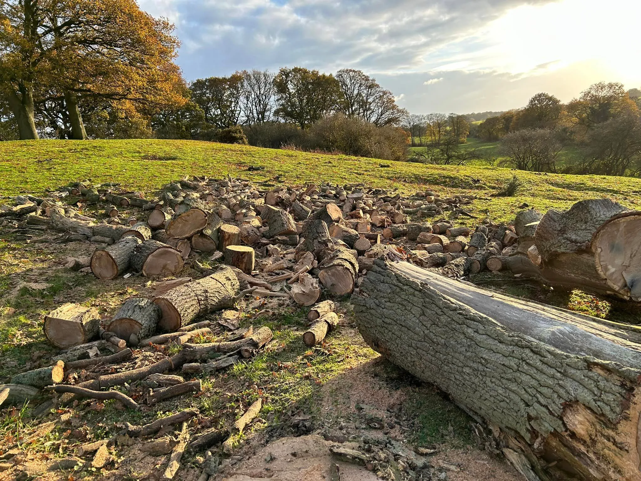 Felled and sectioned tree, tree surgery in North Norfolk