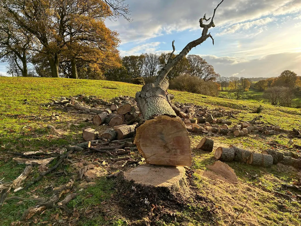 Tree surgery in Holkham, North Norfolk