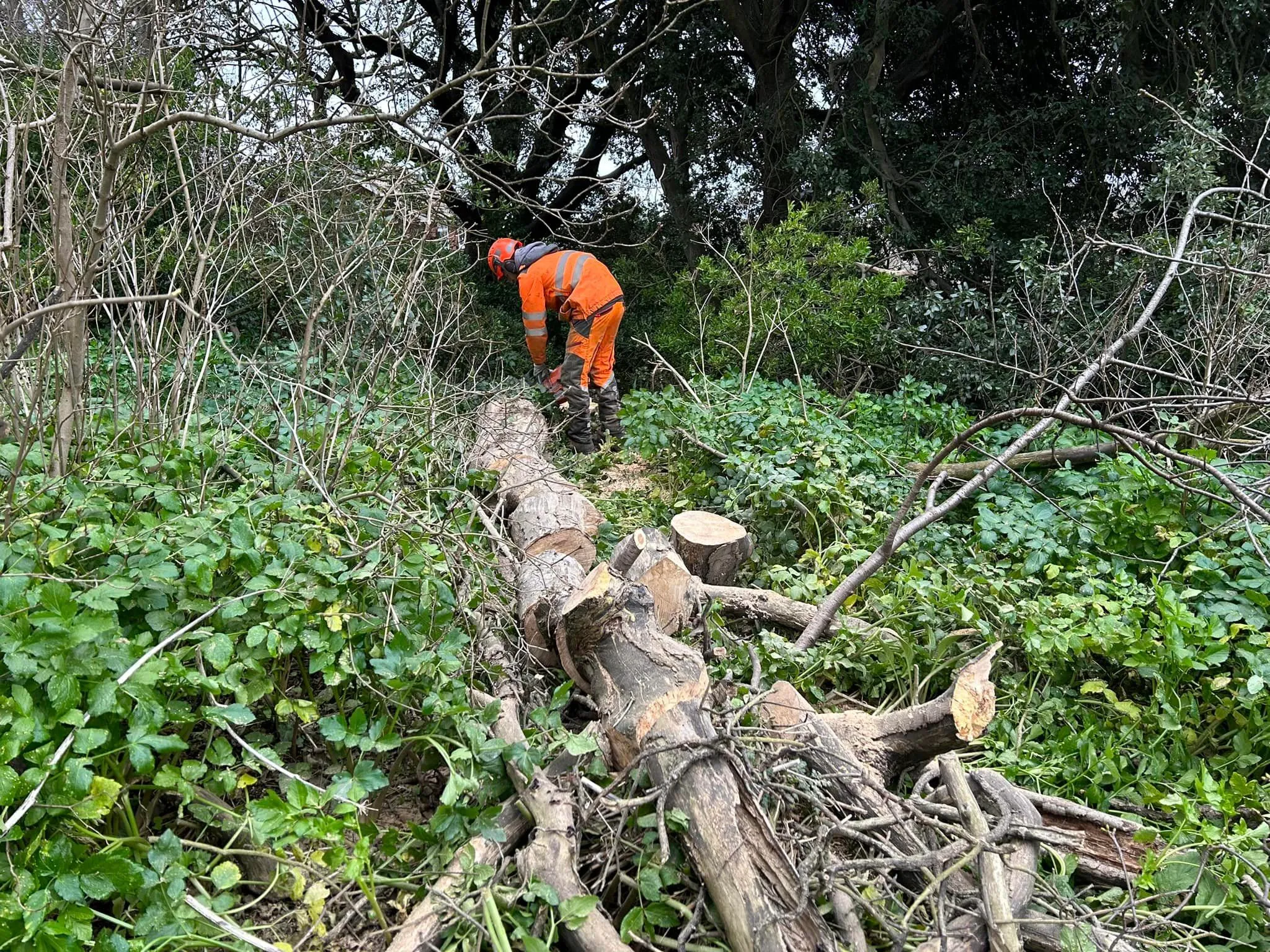 Tree felling and wood clearance in North Norfolk