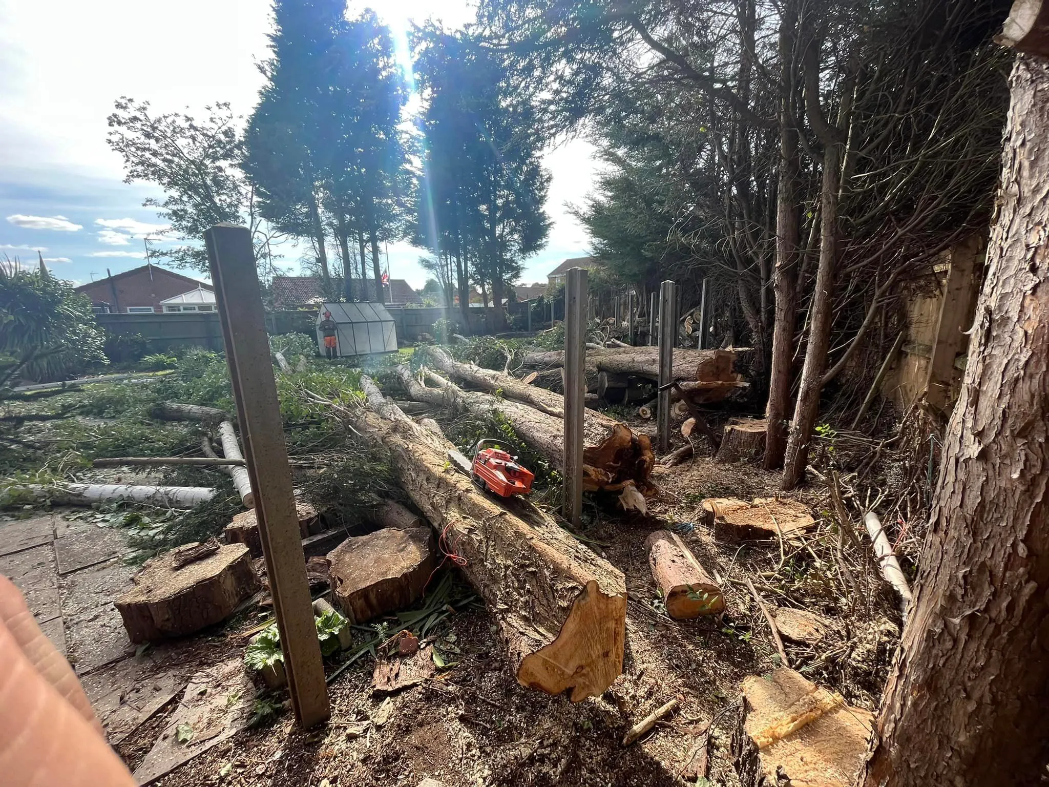 Tree felling, felled trees cleared in North Norfolk