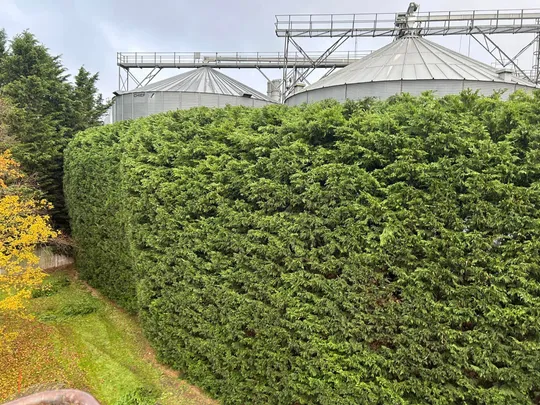 Large hedgerow neatly trimmed by Norfolk Arboricultural Services