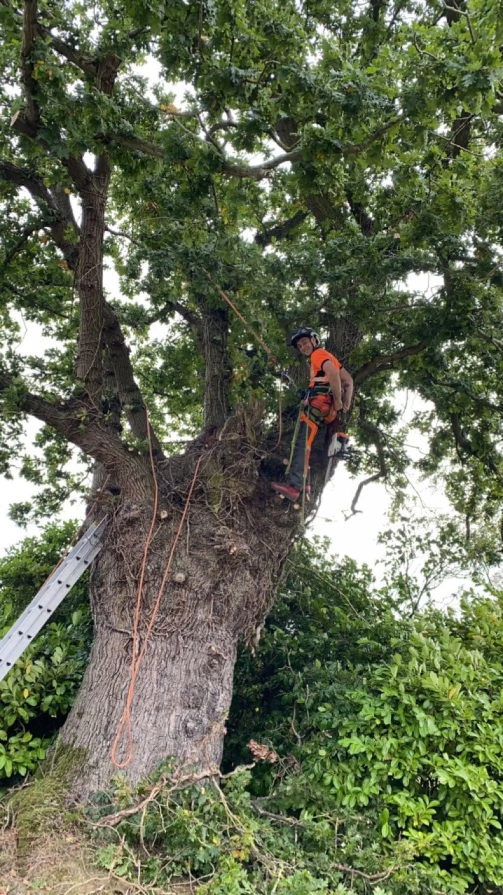 Tree surgeon Isaac climbing for crown reduction in North Norfolk