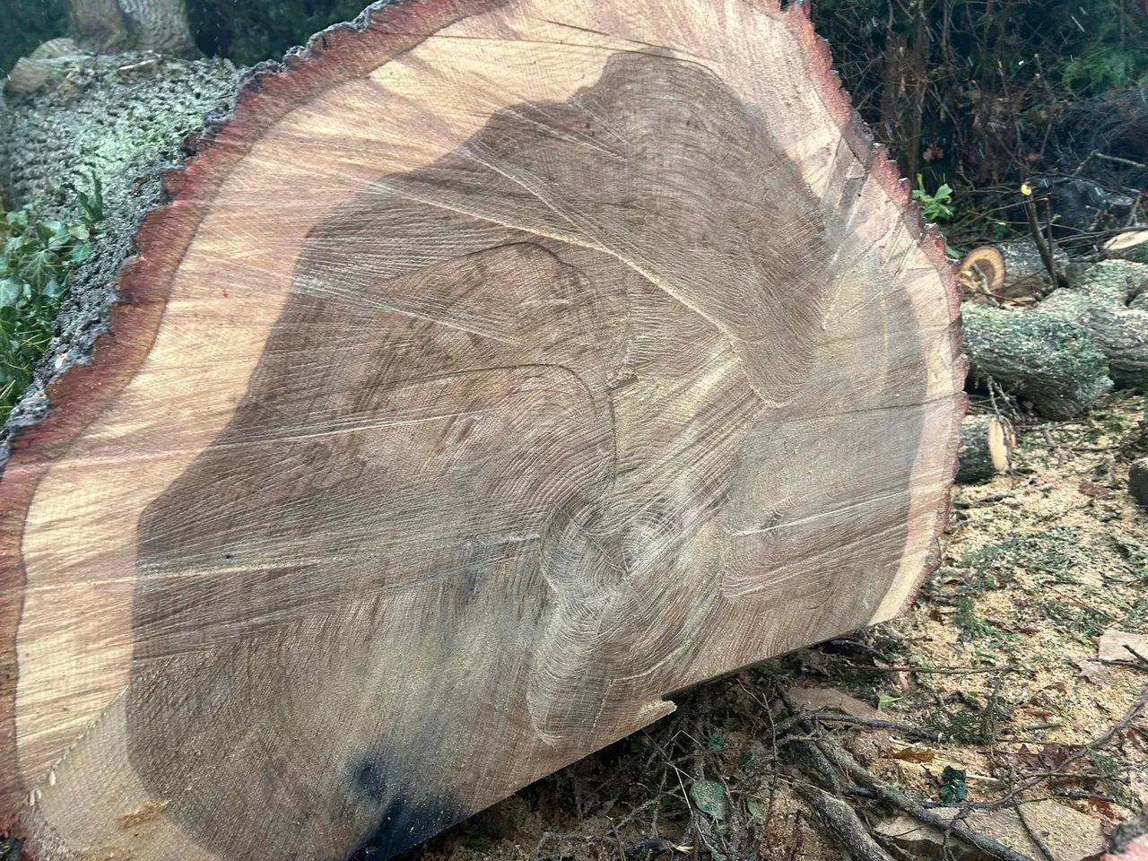 Large tree felled safely in a North Norfolk garden