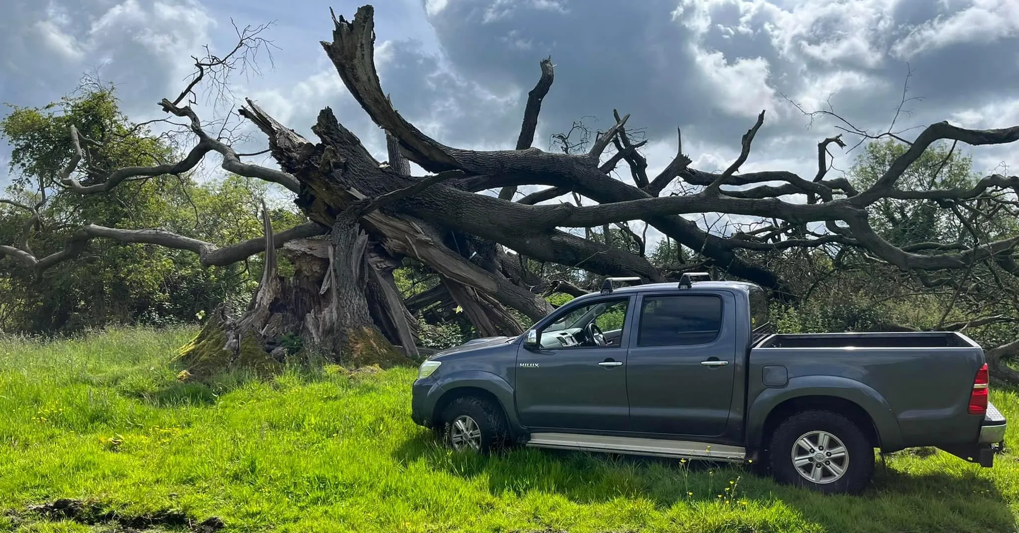 Large scale tree felling and clearance in North Norfolk