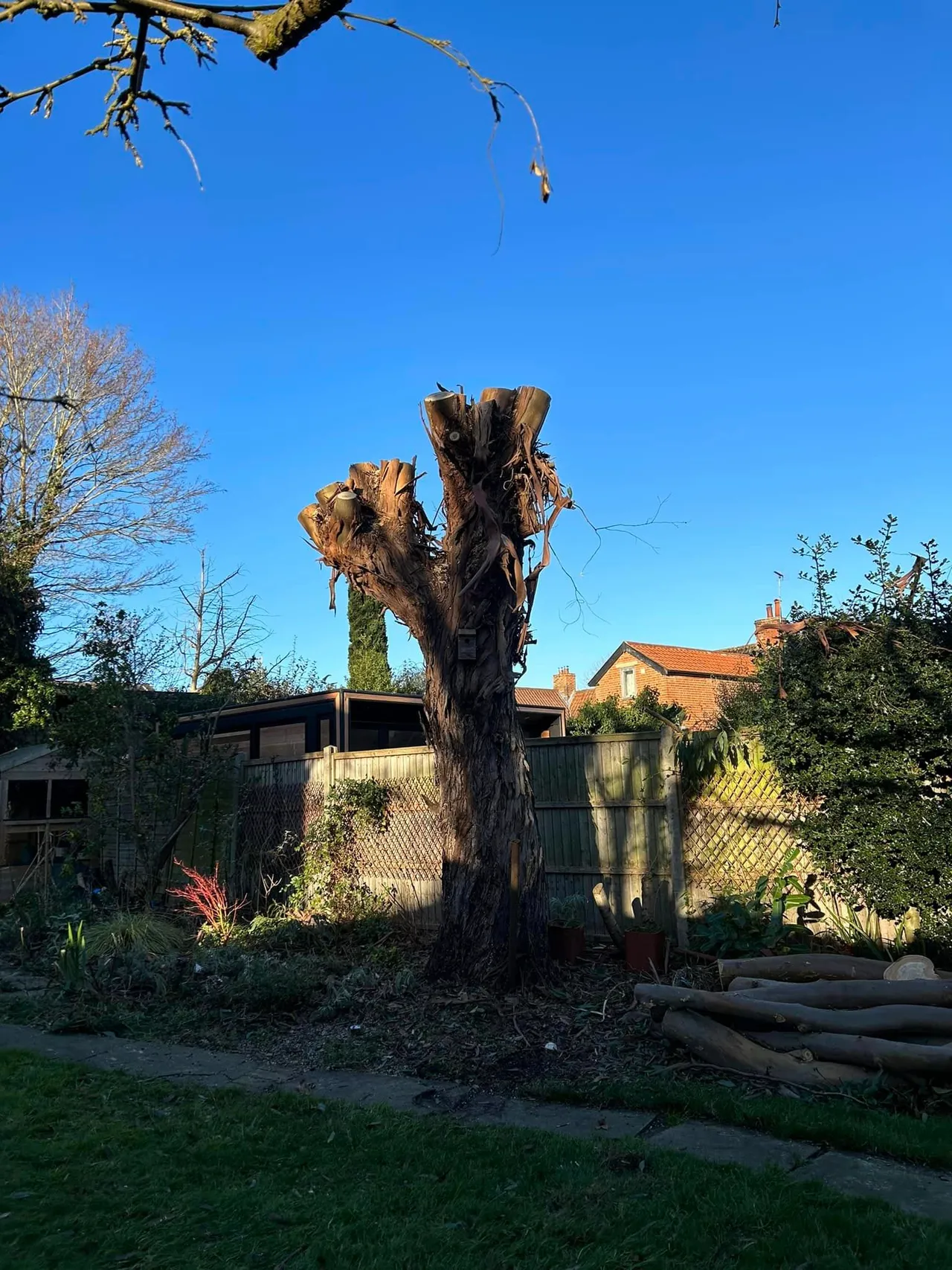 Protected mature tree in a North Norfolk conservation area
