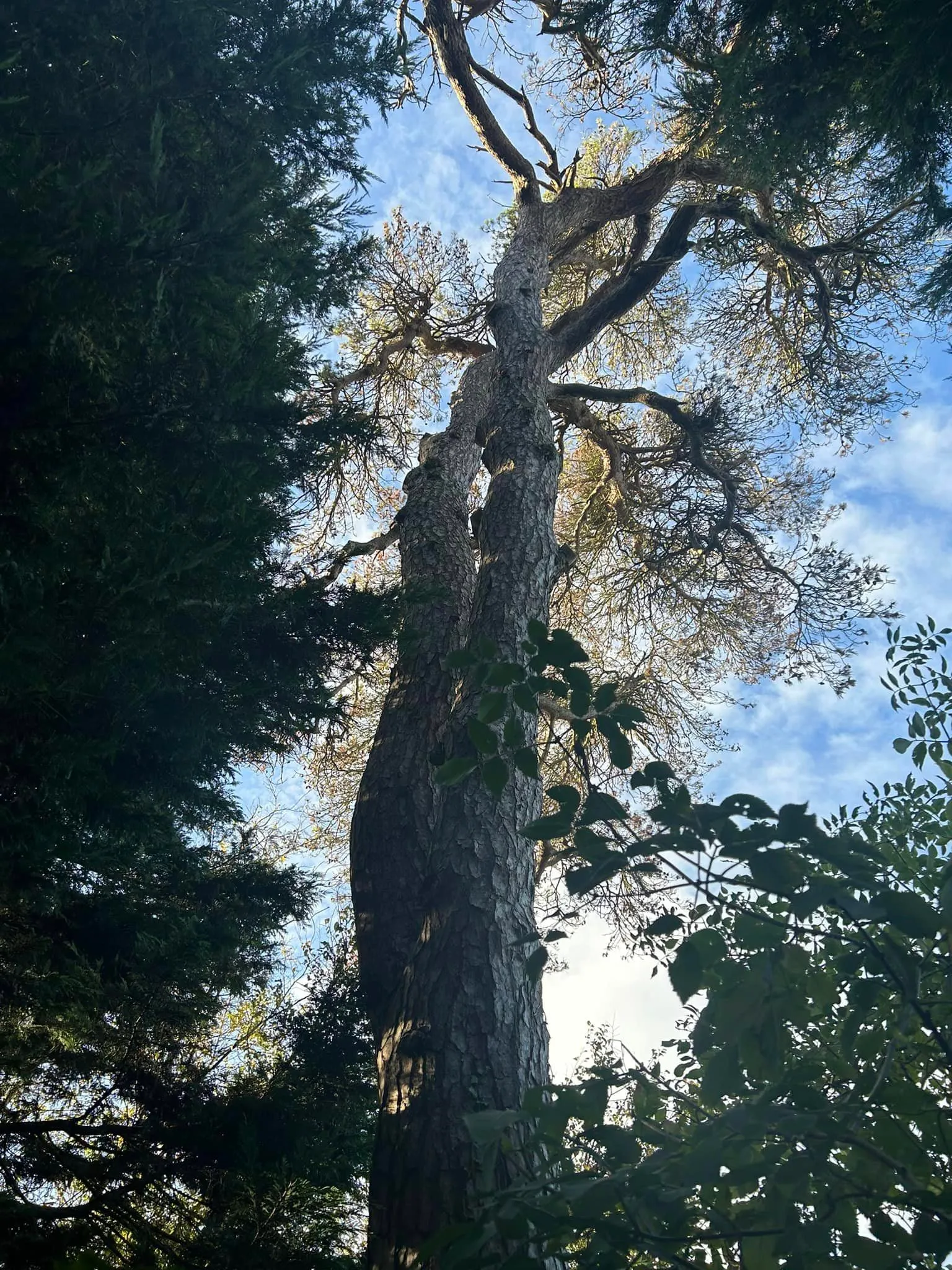 Crown reduction completed on tall tree in North Norfolk