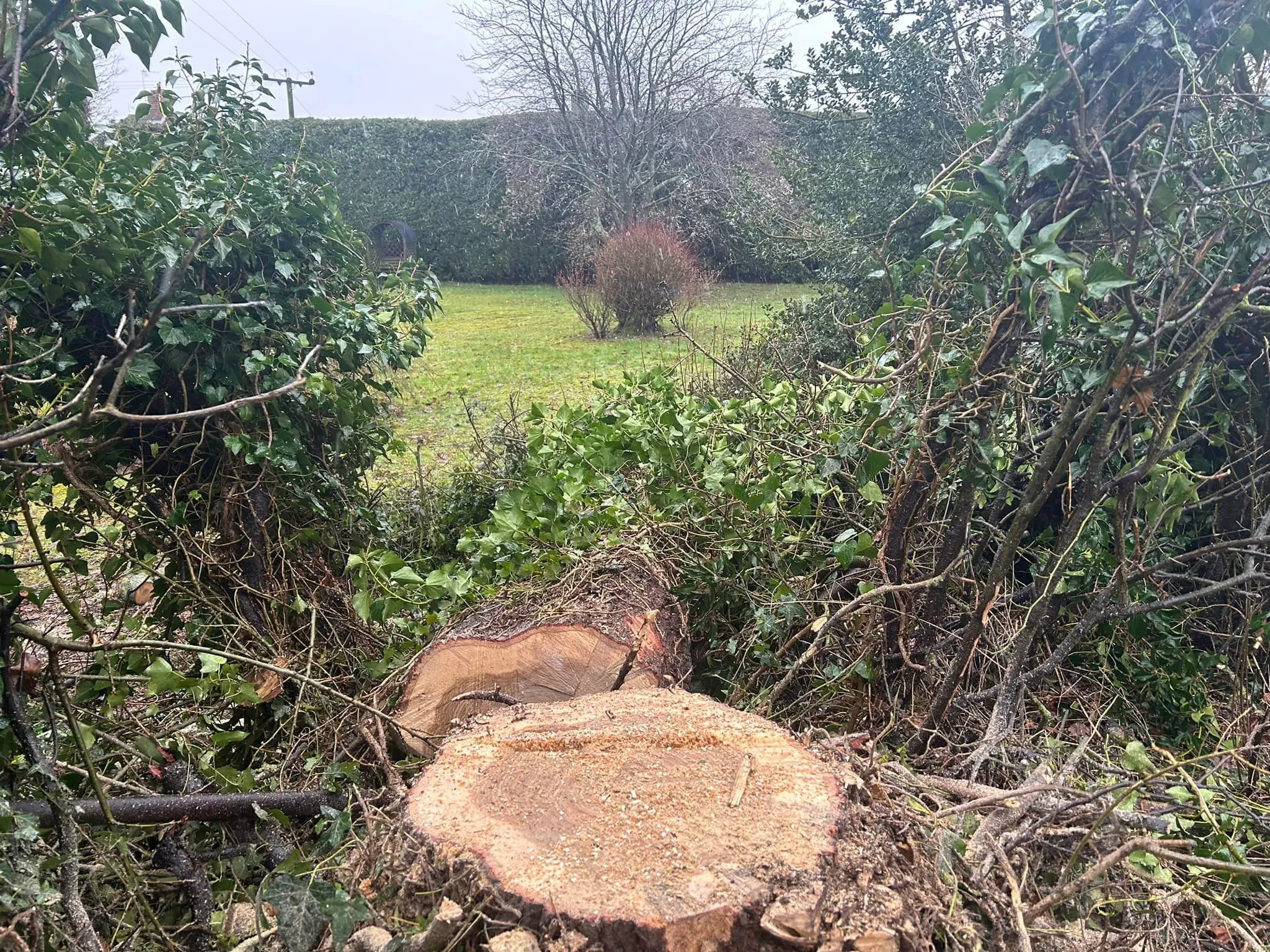 Tree stump ready for grinding, stump removal in North Norfolk