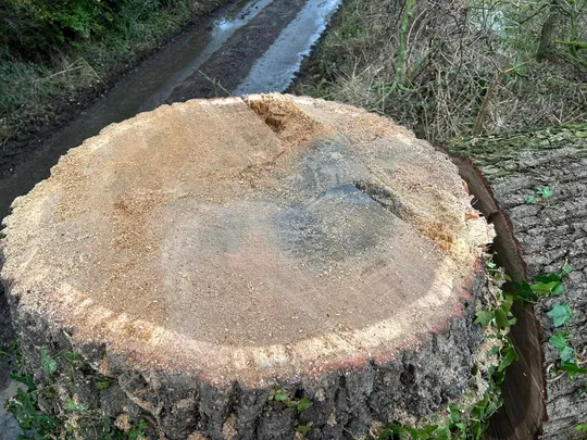 Tree stump after grinding by Norfolk Arboricultural Services