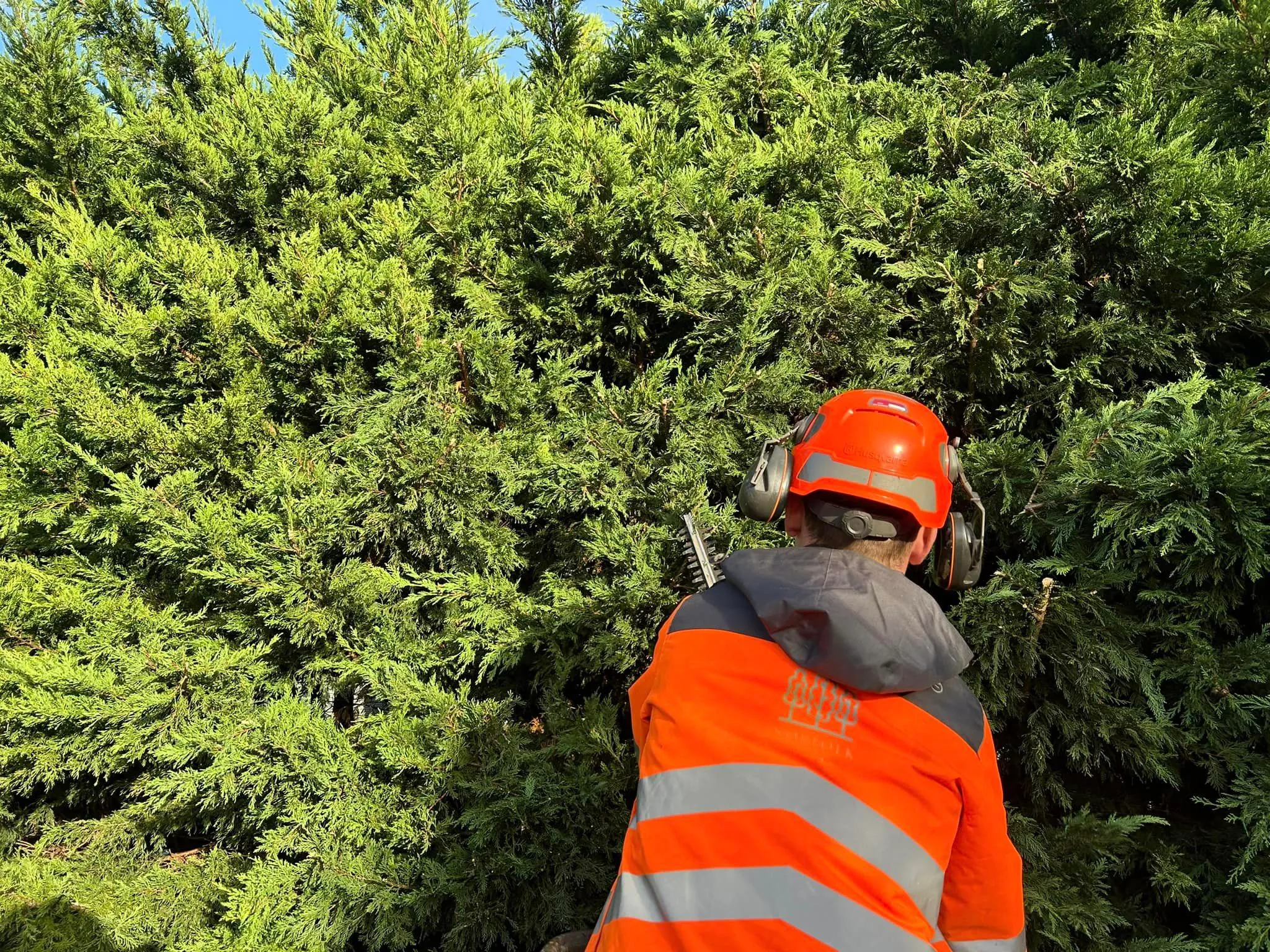 Professional hedge cutting service in North Norfolk