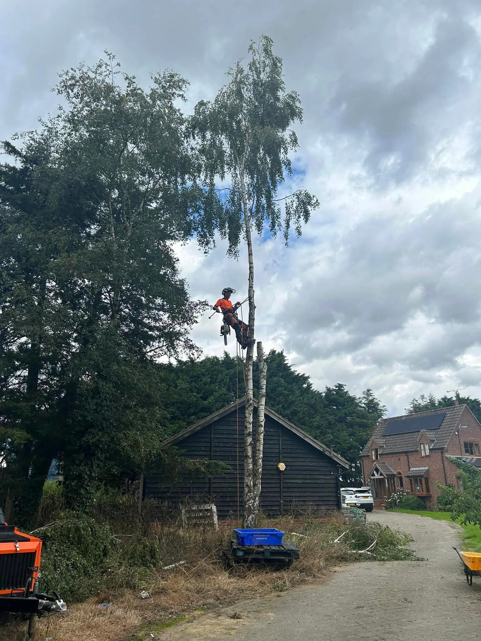 Tree surgeon working at height, tree surgery in North Norfolk