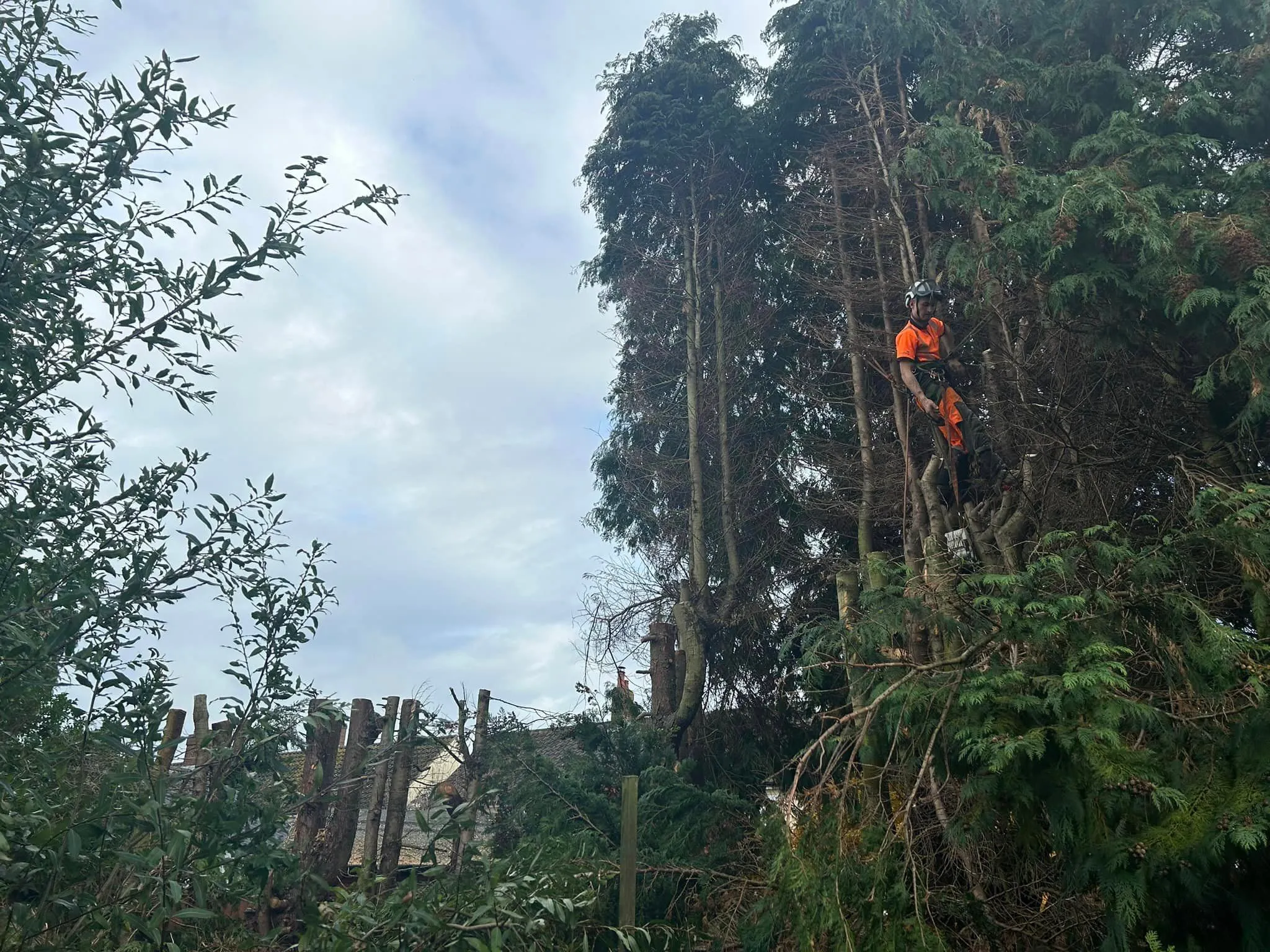 Arborist performing tree surgery in North Norfolk