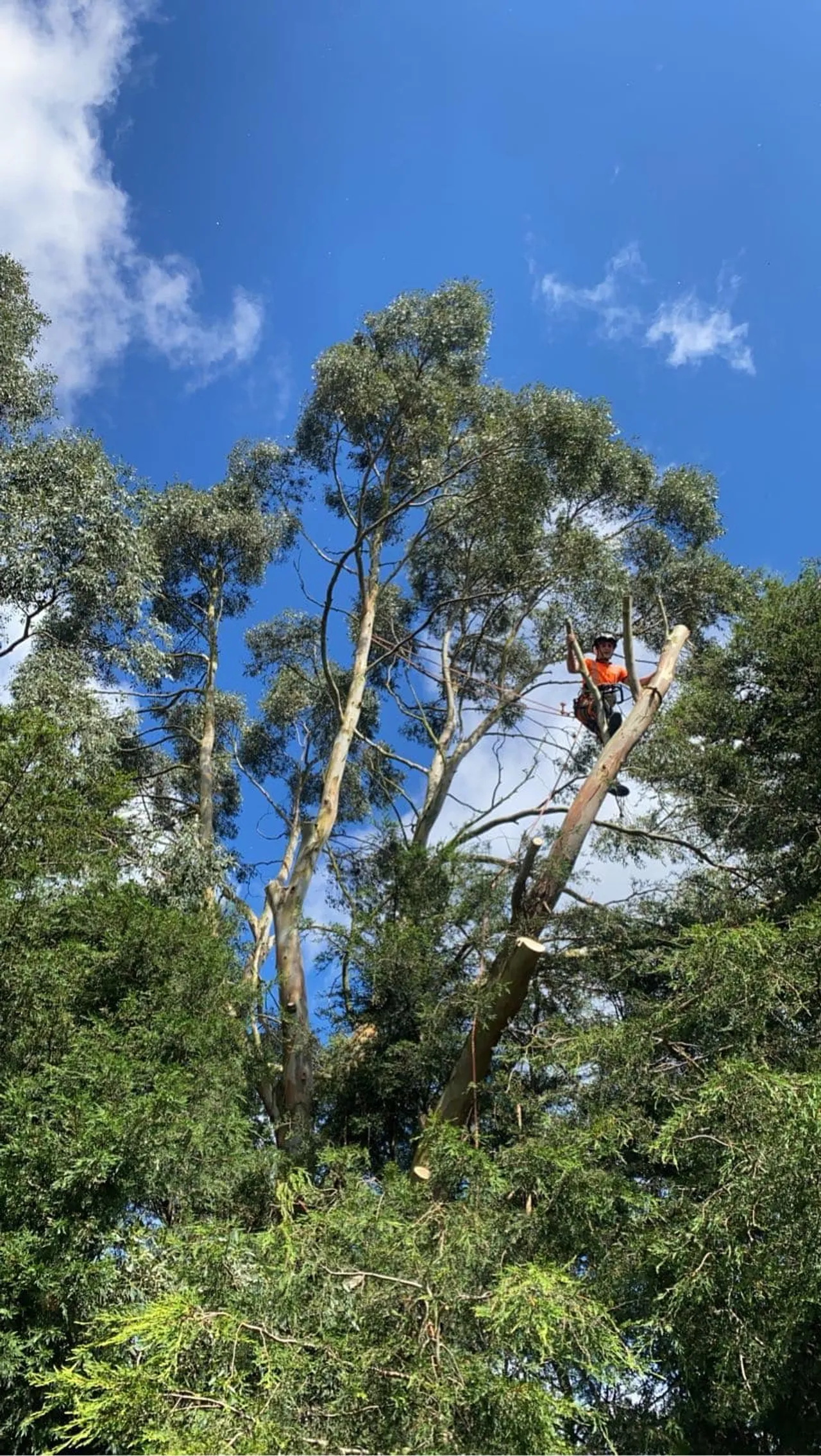 Arborist pruning a tree in North Norfolk